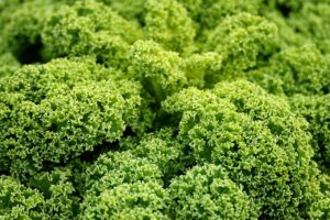 Die Vegane-Diät muss nicht nur durch das Abnehmen motiviert sein, auch der Tierschutz kann eine Rolle spielen.